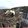 05_35-nest.jpg