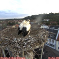 05_40-nest.jpg