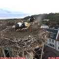 05_45-nest.jpg