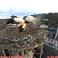 05_50-nest.jpg