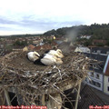 05_55-nest.jpg