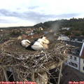 06_00-nest.jpg