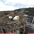 06_05-nest.jpg