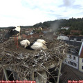 06_10-nest.jpg