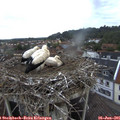 06_15-nest.jpg
