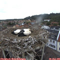 06_20-nest.jpg