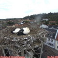 06_25-nest.jpg