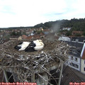 06_30-nest.jpg