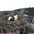 06_35-nest.jpg