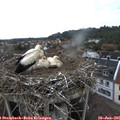 06_40-nest.jpg