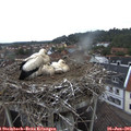 06_45-nest.jpg