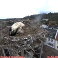 06_50-nest.jpg