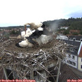 06_55-nest.jpg