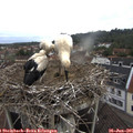 07_00-nest.jpg