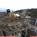 07_05-nest.jpg