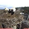 07_10-nest.jpg