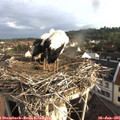 07_15-nest.jpg