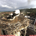 07_20-nest.jpg