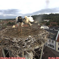 07_25-nest.jpg