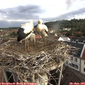 07_30-nest.jpg