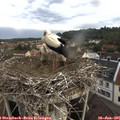 07_35-nest.jpg