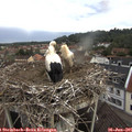 07_40-nest.jpg