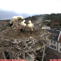 07_45-nest.jpg