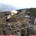 07_50-nest.jpg