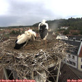 07_55-nest.jpg