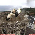 08_00-nest.jpg