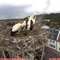 08_05-nest.jpg