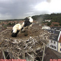 08_10-nest.jpg
