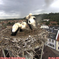 08_15-nest.jpg