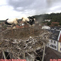 08_20-nest.jpg