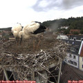 08_25-nest.jpg