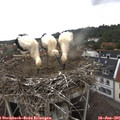 08_30-nest.jpg