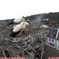 08_35-nest.jpg