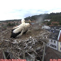 08_40-nest.jpg