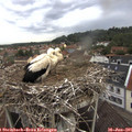 08_50-nest.jpg