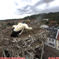 08_55-nest.jpg