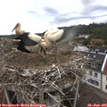 09_05-nest.jpg