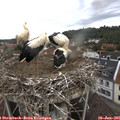 09_10-nest.jpg