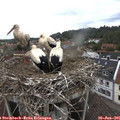 09_15-nest.jpg