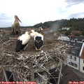 09_20-nest.jpg