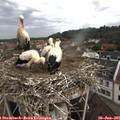 09_25-nest.jpg