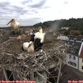 09_30-nest.jpg