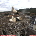 09_35-nest.jpg