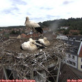 09_40-nest.jpg