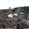 09_45-nest.jpg
