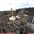 09_50-nest.jpg
